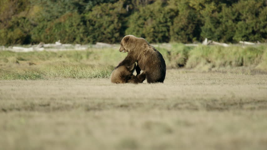 Two Grizzly Bears Mating Dance Play Stock Footage Video Royalty