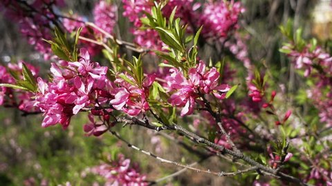 Pink flowers of almond bush (Prunus tenella). Close up video blossom in spring park