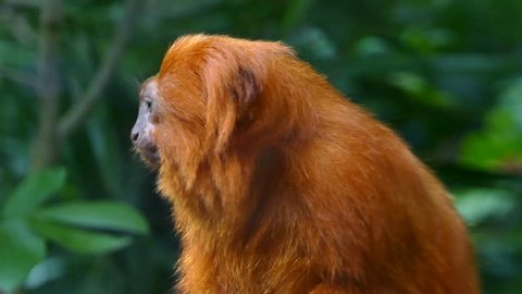 Golden lion tamarin also known as the golden marmoset, is a small New World monkey of the family Callitrichidae.
