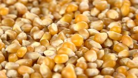 Dried Corn (rotating; not loopanle; 4K)