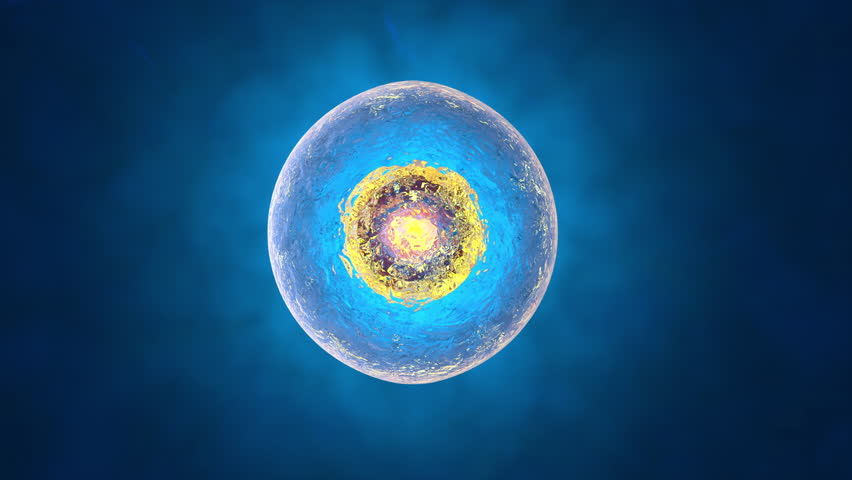3D rendered Animation of the Mitosis and Division of a generic biological Cell.

 | Shutterstock HD Video #22227028