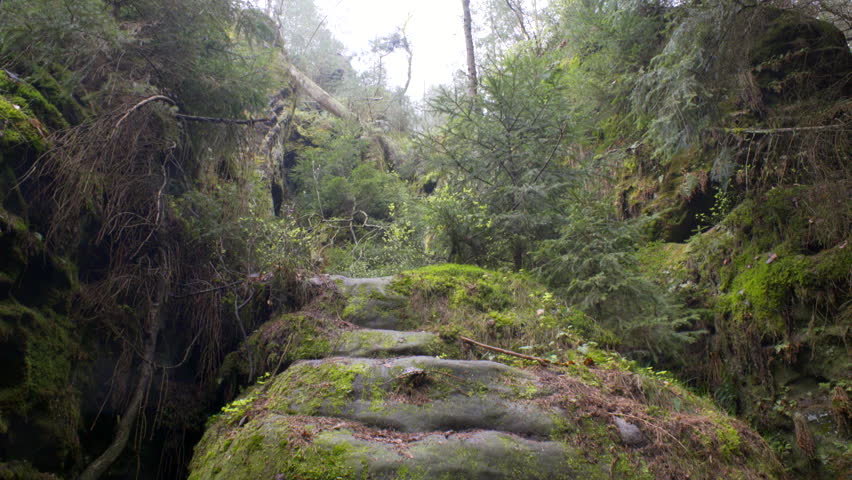 Lush green forest, trees, rocks covered in moss, Germany