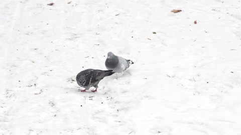 Pigeons in snow/Three pigeons in winter on snow looking for food