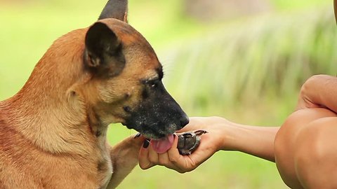 Dog is giving paw to the woman. Dog's paw in human's hand. Friendship with pet. Dog is a best friend. 