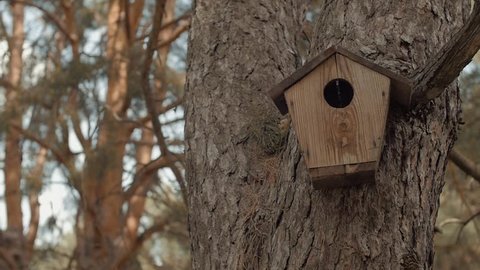 birdhouse, starling house