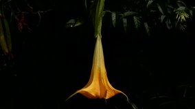 Datura ( Angle Trumpet ) Flower, Asia Flower Footage