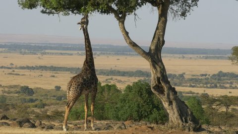 a wide angle shot of a giraffe reaching up to eat acacia leaves in masai mara game reserve, kenya