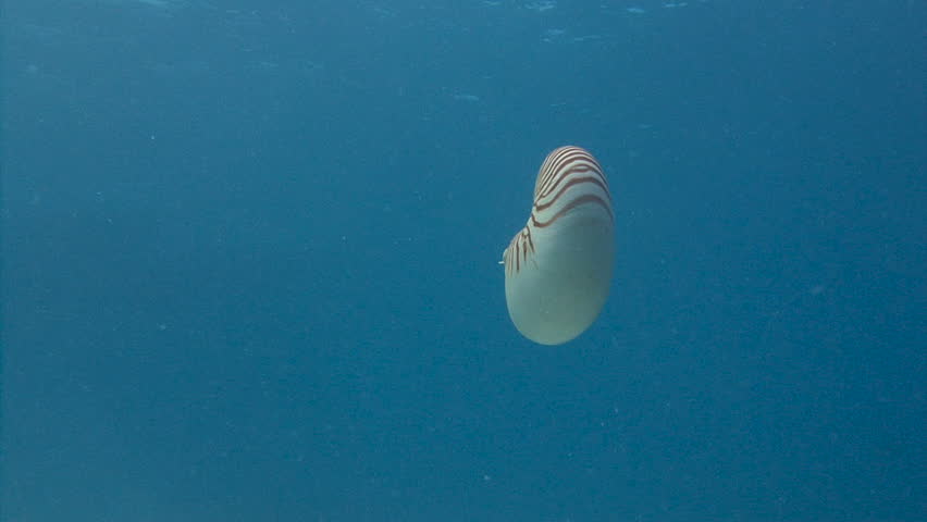 Fascinating underwater dive with the Nautilus near the archipelago of Palau.