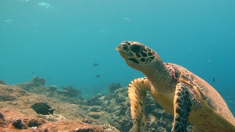 Fascinating underwater diving with sea turtles near the archipelago of Palau.