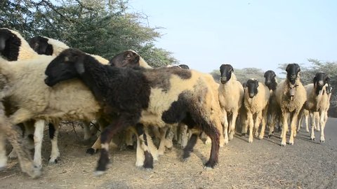 Big herd of sheep crossing close up