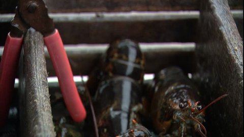 Close up of lobsters in a holding bin on a boat near Booth Bay, ME