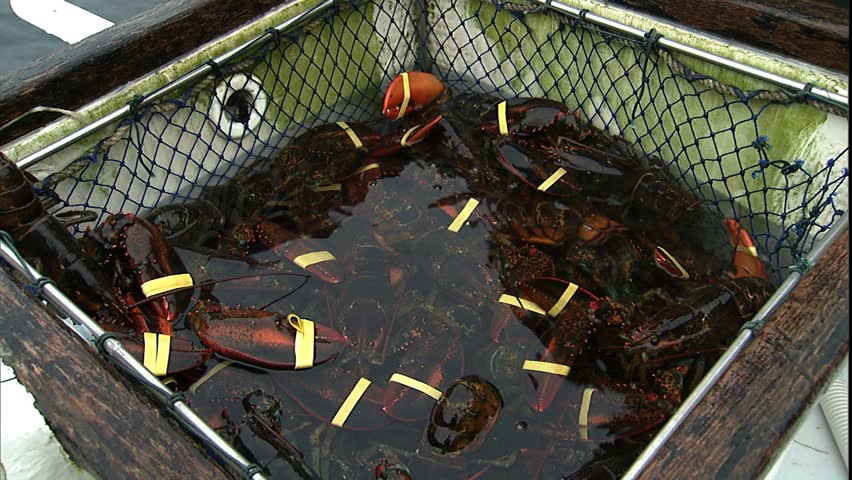 Close up of lobsters being taken out of a holding tank on a boat near Booth Bay, ME