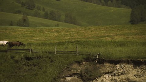 Three horses walking across the fence in Altai Siberia 
