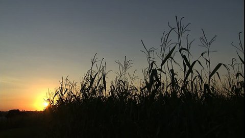 Sunset near a corn field