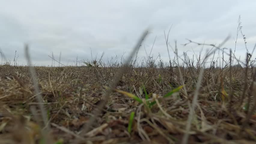 Rising Up From The Meadow