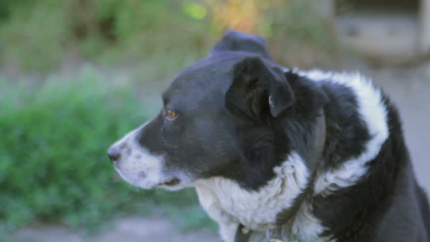 Old farm dog looking at camera then looking away