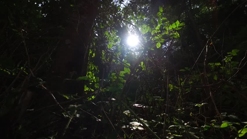 Some sun rays coming through forest roof - forest tree crowns and light falling down onto the ground.