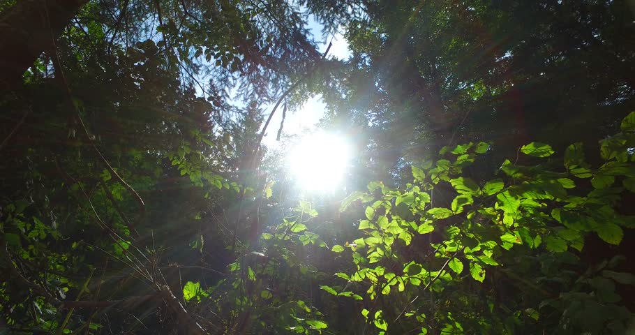Some sun rays coming through forest roof - forest tree crowns and light falling down onto the ground.
