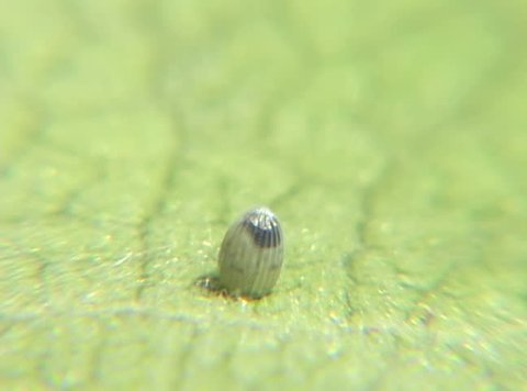 Monarch Caterpillar Hatching Egg X7000 Speed Stock Footage Video (100% ...