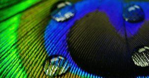 close up or macro of a colorful peacock feather with a drop resting on. The peacock feather full of colors and textures is elegant and decorated. Concept: color accuracy, colors of nature, rainbow.