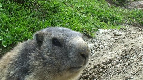 Closeup of a marmot in wildlife  near Saas-Fee, Switzerland
