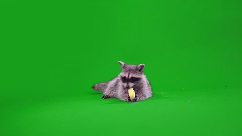 funny raccoon eating an Apple