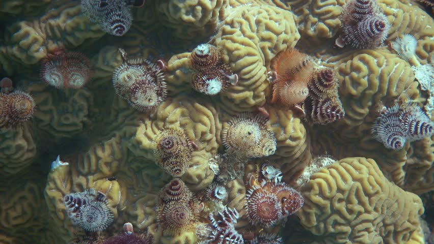 Christmas tree coral in Loggerhead Key in Dry Tortugas National Park.