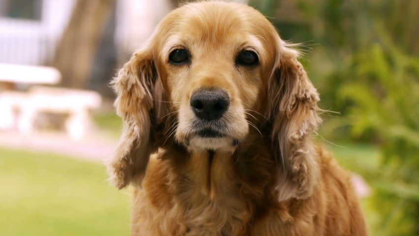 female english cocker spaniel