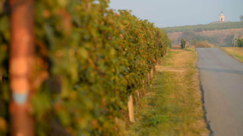 Vineyard near Velke Bilovice, Moravia, Czech Republic, EU, Europe.
