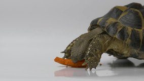 Ungraded: Russian tortoise eating a carrot. Studio shot on white background. Source: Lumix DMC, ungraded H.264 from camera without re-encoding. (av17523u)