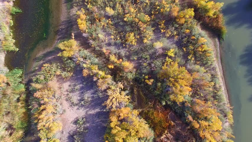 Slow flight over Salt River in Arizona with colored trees in Fall, wild horses visible, looking straight down