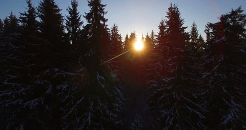 AERIAL. Beautiful smooth drone flight through and above fir trees covered by snow in early sunny morning. Sunrise (sunbeam and lens flare) in winter Europe forest. 4k