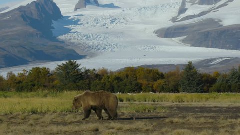 Panning Shot Following Grizzly Bear With Mountain-Glacier Background