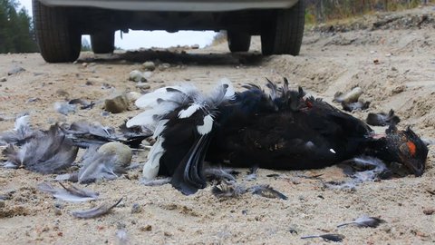 Car as direct cause of mortality among birds. Black Grouse (male) hit by car on roadside