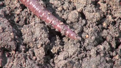 Earthworm crawls on the black earth on the farm