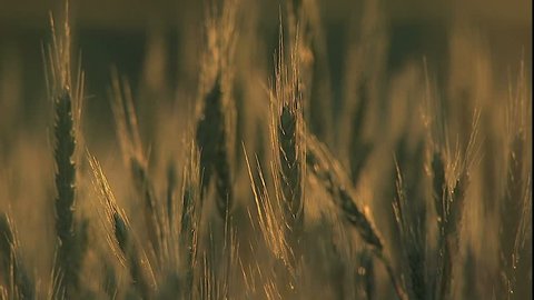 Kansas wheat stalks, late sun over wheat field 库存视频