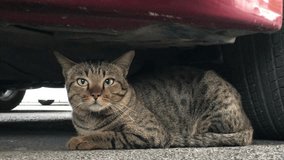 A Cat is laying under the car.  4k footage