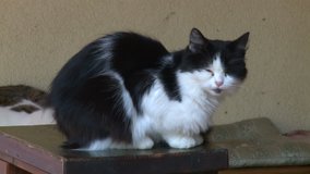 Domestic Cat during resting black and white