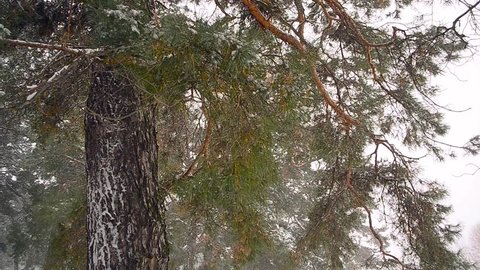 pine branch sways in the wind winter wood covered with snow the wind sweeps the snow