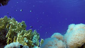 Coral reef. The marine life of tropical fish. Video under water.


