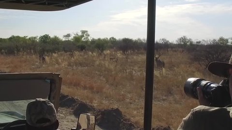 photographer captures kudu on safari