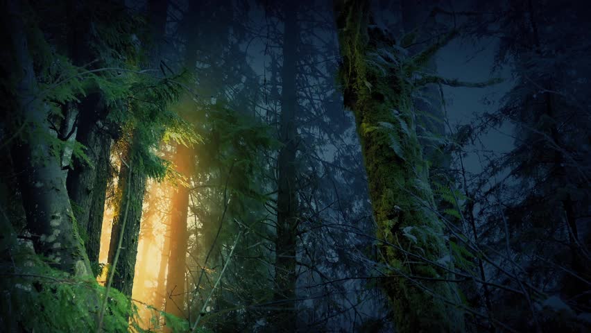 Magical Forest With Golden Light Glowing Through Trees
