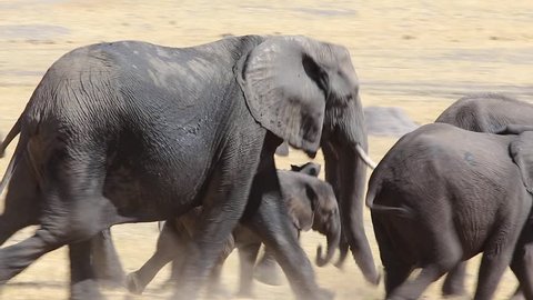 [elephants running in plains of africa]stampede of elephant family