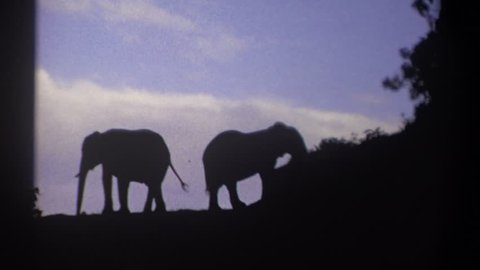 KENYA 1969: two elephants in the sunset