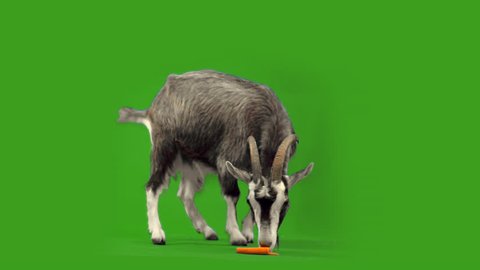 funny goat chews carrots