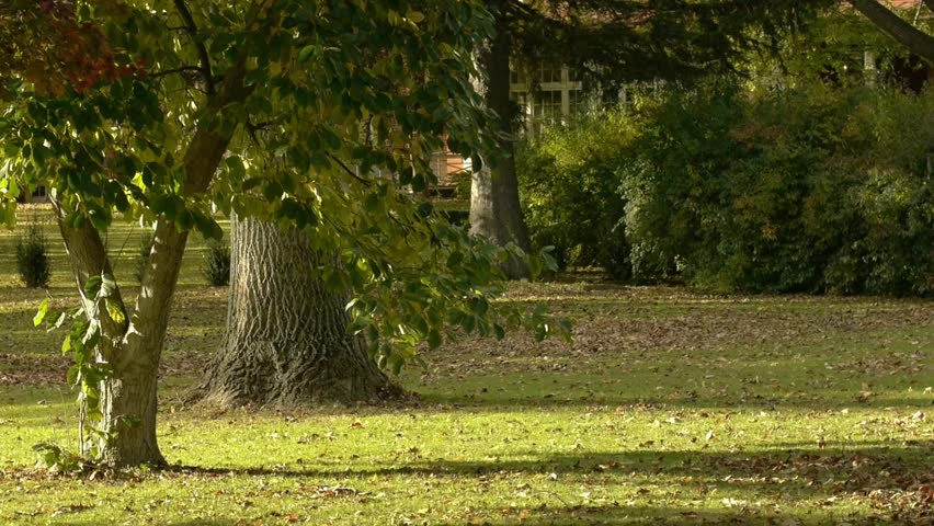 lovey nature during the golden hour of fall in the north eastern USA. These trees and bushes and leaves are starting to show signs of fall. 