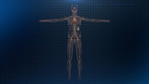 Human male anatomy animation