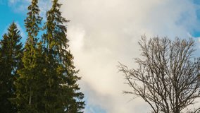 Time-lapse with coniferous and deciduous trees in winter