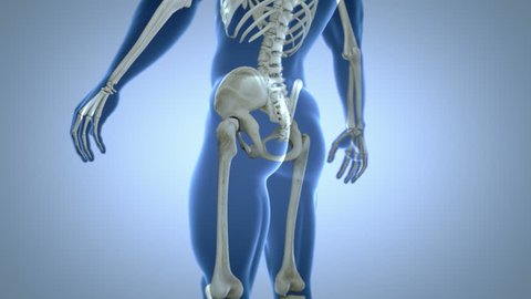 Animation close-up showing all the parts of the Skeletal System with transparent body in blue.
Camera animation in slow motion showing all the bones of human skeleton.
