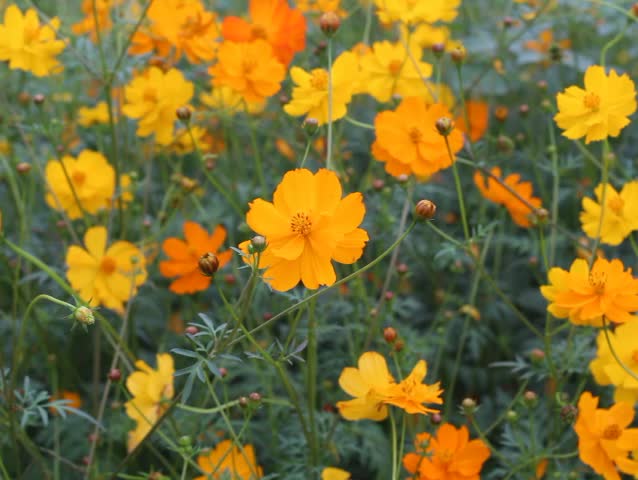 field of yellow flowers